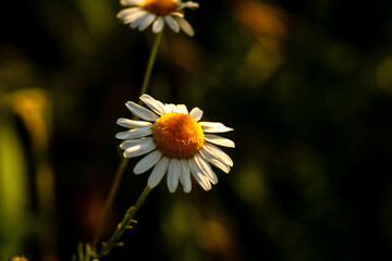 Nature scene with blooming bellis perennis, commonly known as the white daisy © Vlad Ispas