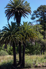 A pleasant walk through the Rodó Park of Montevideo in Uruguay.	