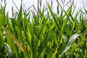 Corn field. Cereals for flour production