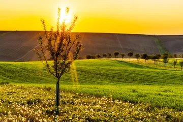 Gordijnen Tsjechië Sunrise over Šardice biostrips in South Moravia, Czech Republic. Scenic rural landscape with fields, trees and blooming meadow glowing in golden morning light  © Petr
