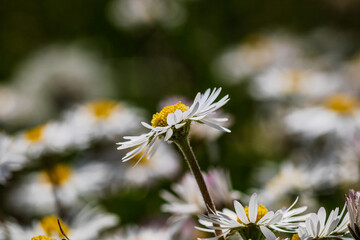Nature scene with blooming bellis perennis, commonly known as the white daisy © Vlad Ispas