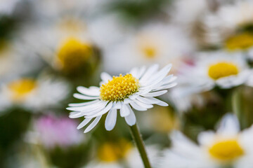 Nature scene with blooming bellis perennis, commonly known as the white daisy © Vlad Ispas