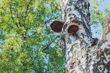 Bracket Fungi on Birch Trunk in Summer Forest