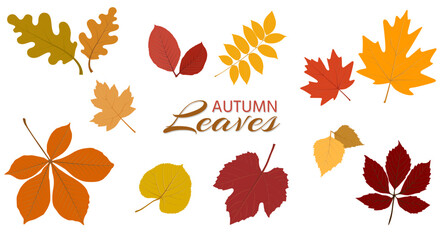Collection of different  isolated autumn leaves in vector flat style. Ideal for seasonal design, patterns, cards, invitations, decoration. Vector illustration on white background.