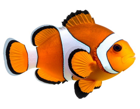  Blue Watercolor Goldfish with Flowing Tail, Front Angle, Artistic Style, Isolated PNG