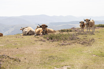 Herd of brown cows in the mountains of the Sierra de Muriellos, Allande, Asturias