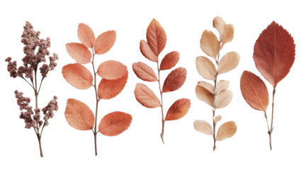 Dried flower autumn leaf orange leaf brown leaf isolated nature botanical collection