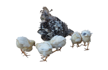 Hen and chicks foraging on a white background