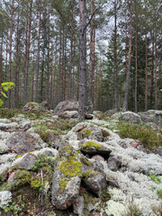 mountain stream in the forest