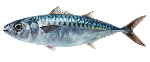 A large fish with a blue and white body and a black eye