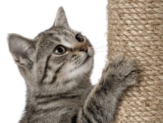Tabby cat scratching post playful curious pet animal whiskers closeup brown fur