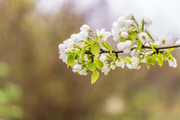 White blossoming apple trees with rain drops