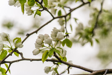 White blossoming apple trees with rain drops