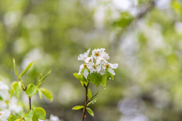 Obraz premium White blossoming apple trees with rain drops