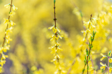 Forsythia with rain drops. Blooming forsythia bush. Yellow flower on a branch of forsythia.