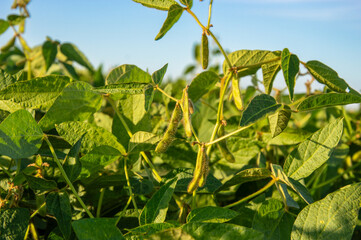 Soybean plants thrive in a vibrant green field, showcasing robust leaves and developing pods under...