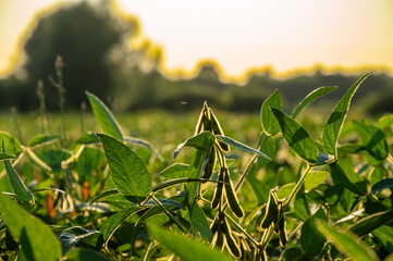 Soybean plants with vibrant green leaves reach towards the sun in a fertile field, capturing the essence of late afternoon light