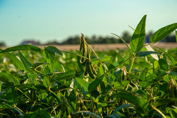 Healthy soybean plants filled with pods are growing in a lush field under clear blue skies, showcasing a vibrant agricultural landscape