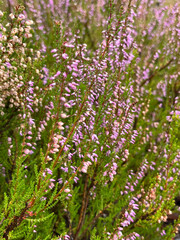 Obraz premium pink flowers in the garden