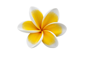 Fototapeta premium Yellow white plumeria flower tropical blossom isolated on transparent background detailed petals natural beauty relaxation spa summer freshness calm