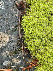 green moss on the stone