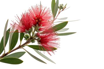 Beautiful callistemon bottlebrush flower with vibrant red blooms on green leaves isolated image