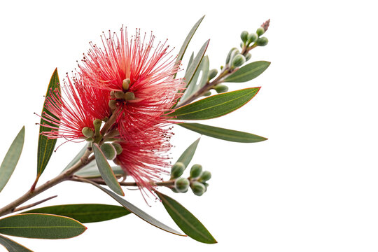 Closeup of vibrant red bottlebrush flower with green leaves isolated on white background landscape