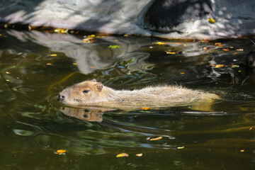 A capybara swims in the water at the zoo in autumn