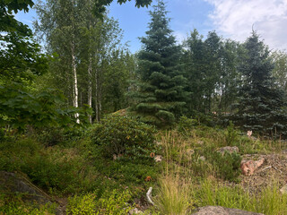 Obraz premium forest in the mountains