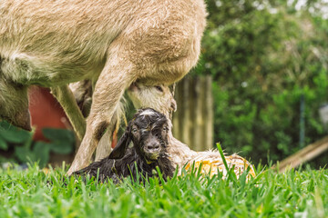 Goat stands protectively over newborn kid after birth in rural field, fluids and bonding visible.