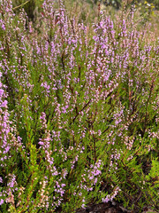Obraz premium pink flowers in the garden
