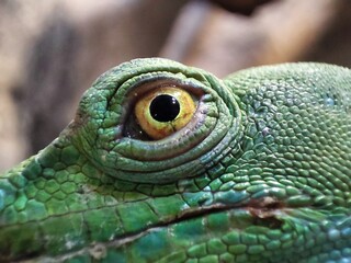 close up of a green Chameleon eye

