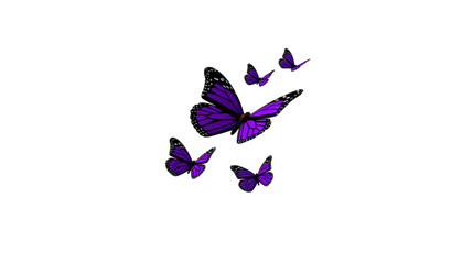 Purple butterfly group with black wings flying together, isolated on transparent background, symbolizing transformation and freedom, with sense of elegance and grace