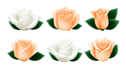 White rose peach rose green leaf realistic flower romantic elegant soft petals botanical isolated decorative floral arrangement for wedding or celebration