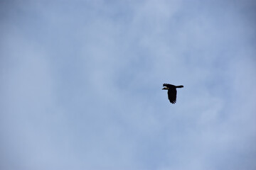 Silhouette of Birds Flying in Clear Blue Sky with Spread Wings, Flock and Single Crow Flight Captured in Natural Wildlife Freedom Concept Photography