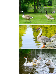 Three Scenes of Waterfowl in a Park Collage