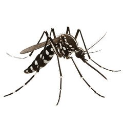 Mosquito with black and white markings on a white background  