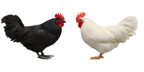 a black chicken and a white rooster standing side by side, transparent background png image