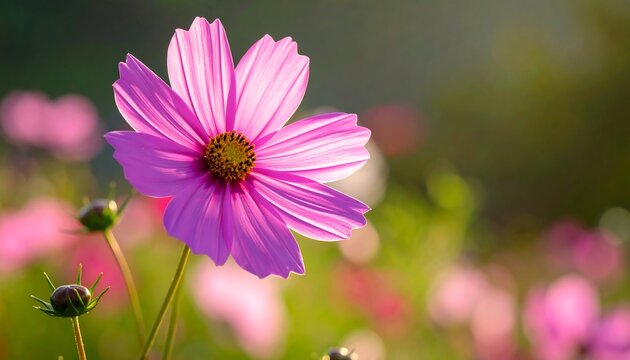Pink cosmos flower in sunlight