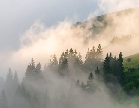 Misty mountaintop forest at dawn