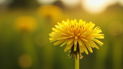 Naklejka premium Closeup of Yellow Dandelion Flower in Bloom – Macro Nature Photography