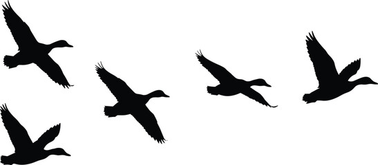 Silhouettes of ducks flying in formation, isolated on white background, wildlife birds in flight, nature migration, freedom, minimal design