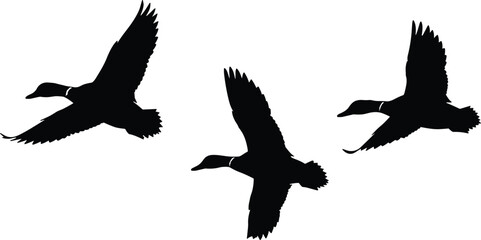 Three Flying Ducks Silhouette, Black Vector Illustration on White Background, Wild Waterfowl Birds in Motion, Nature Scene, Isolated Animal Artwork