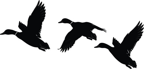 Three Flying Ducks Silhouette, Black Vector Illustration on White Background, Wild Waterfowl Birds in Motion, Nature Scene, Isolated Animal Artwork