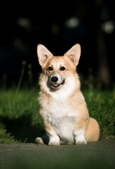 Welsh Corgi dog on a walk in the park