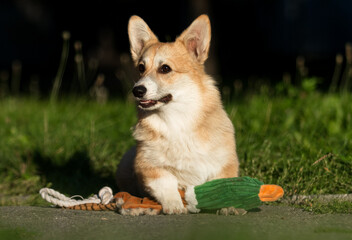 A Pembroke Welsh Corgi on a walk