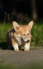 Welsh Corgi dog on a walk in the park