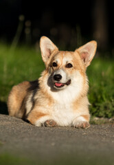 A Pembroke Welsh Corgi on a walk