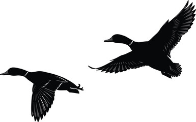 Two flying ducks silhouette, vector illustration of wild birds in motion, isolated black ducks on white background, elegant wildlife design
