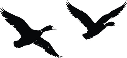 Two flying ducks silhouette, vector illustration of wild birds in motion, isolated black ducks on white background, elegant wildlife design